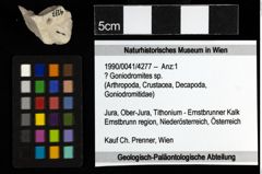 Foto (Objekt + Etiketten) von ? Goniodromites sp. 